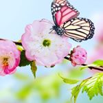 Profile Picture of Cindy Luis (@luis__cindy5) on Instagram