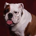 Profile Picture of Jerry Kramer (@kramerjerry) on Instagram