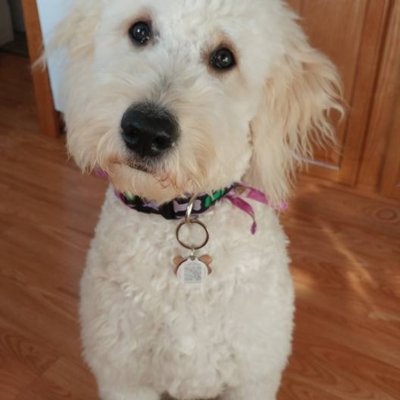 Profile Picture of Dawn Mcleod (@dawnmd95) on Poshmark