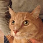 Profile Picture of Ida Sofie Melander (@idasofiemelander) on Instagram