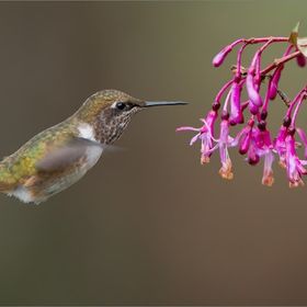 Profile Picture of Danielle Marsalis (@NenaMarsalis) on Pinterest