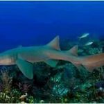 Profile Picture of Eric Rousseau (@antoinerousseau2015) on Instagram