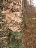 Profile Picture of Birch sap - Wikipediaon Wikipedia