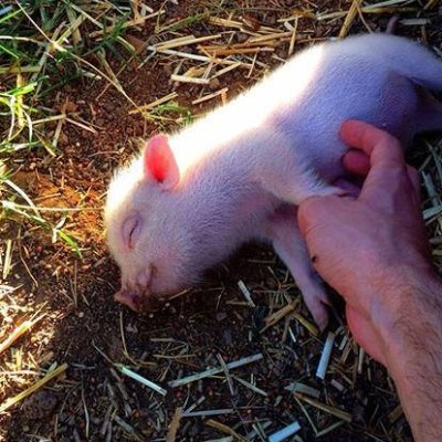 Profile Picture of Michael Schultheiss (@webimpact) on Twitter