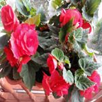 Profile Picture of James Brown (@ladellazoshchenko) on Instagram