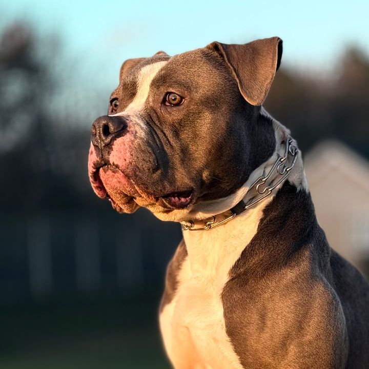 Profile Picture of Sheldon the AM Bully 🦍 (@skahead69) on Tiktok