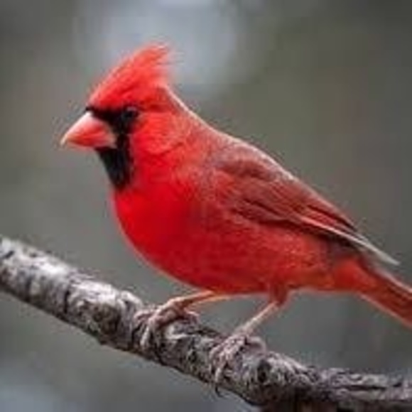 Profile Picture of Kim Kish-paul (@kimbears68) on Poshmark