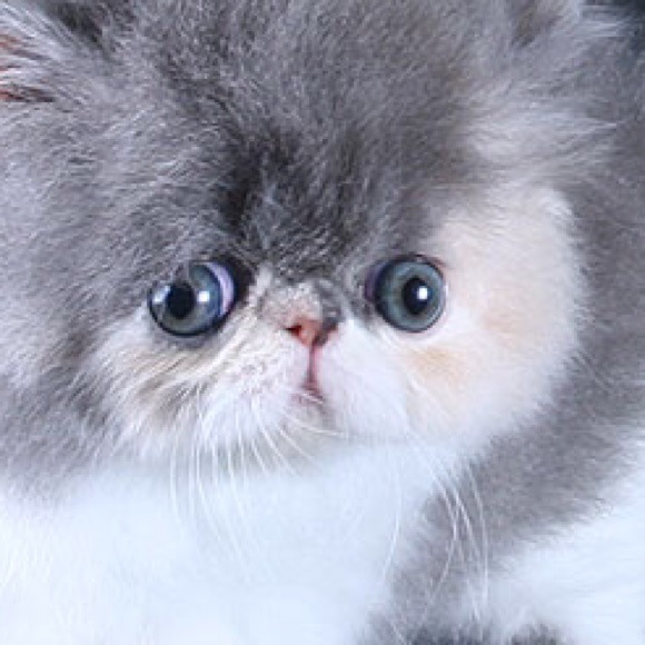 Profile Picture of Bree Stanley (@breeblebree) on Poshmark