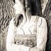 Profile Picture of Gracie Brown (@winifredgrace) on Pinterest
