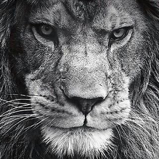 Profile Picture of Meyer Lansky (@Lanskkiy) on Twitter