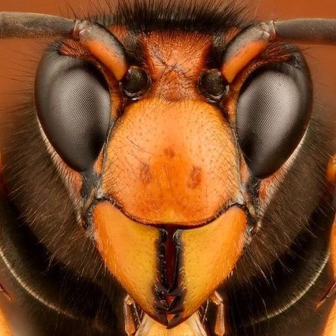 Profile Picture of David (@sosguepesfrelons) on Tiktok