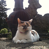 Profile Picture of brucethekat (@brucethekat) on Flickr