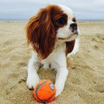 Profile Picture of Victoria (Tori) O'Brien (@torithecavalier) on Instagram