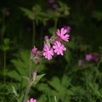 Profile Picture of Joern Hauke (@brotherwolf2019) on Instagram