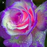 Profile Picture of Sherry Tkachuk (@sherrytkachuk) on Instagram