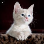 Profile Picture of Cassandra Melton (@cassandram001) on Instagram