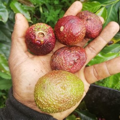 Profile Picture of Adrián Bedoya (@AdrinBedoya1) on Twitter