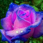 Profile Picture of Laurie Holt (@mama_b62) on Instagram