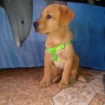 perritos_llenosdeamor - Instagram Profile Picture of perritos_llenosdeamor (@perritos_llenosdeamor) on Instagram