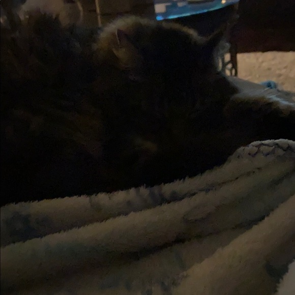 Profile Picture of Courtney Levitz (@courtlevitz) on Poshmark