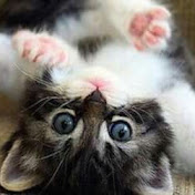 Profile Picture of Sara Aida Olvera (@saraaidaolvera7561) on Youtube