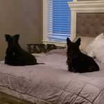 Profile Picture of Jaxon & Bailey (@thescottiecrew) on Instagram