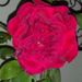 Profile Picture of Amanda Holloway (@ammelton_01) on Pinterest