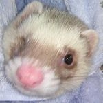 Profile Picture of Belette_perrier (@belette_wiesel) on Instagram