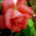 Profile Picture of Steve Hailstone (@steve.hailstone.39) on Facebook