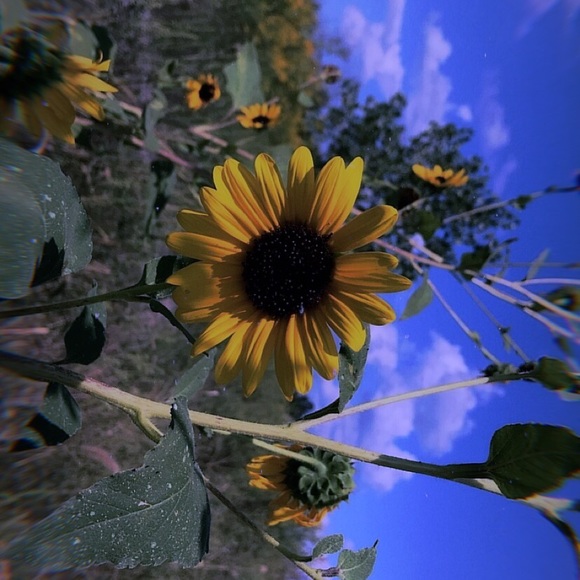 Profile Picture of Bentlee Hope (@bentleeh) on Poshmark