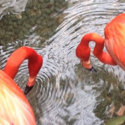 Profile Picture of Yesenia Barboza (@BarbozaMartinez) on Twitter