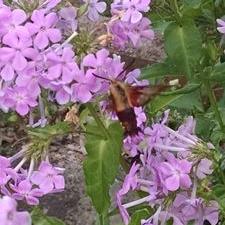 Profile Picture of Lisa Dolan (@lisadolan444) on Twitter