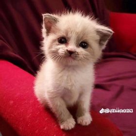 Profile Picture of Dionigi David Ginocchio Rios (@dginocchiorios) on Pinterest