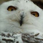 Profile Picture of Toby Mathieson (@toby.mathieson) on Instagram