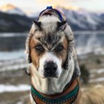 Profile Picture of Uncle Ruckus (@jim_dawg_) on Instagram