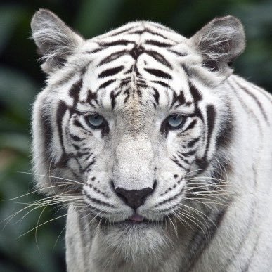 Profile Picture of Anson Chu (@lettyfetty) on Twitter