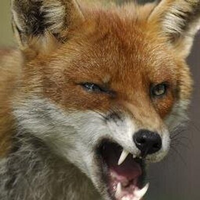 Profile Picture of Brian Fox (@berwick_fox) on Twitter