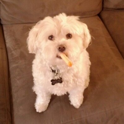 Profile Picture of Bill Yoder (@WiggyWare) on Twitter