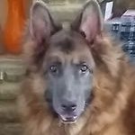 Profile Picture of Ken Golding (@blue_gsd) on Twitter