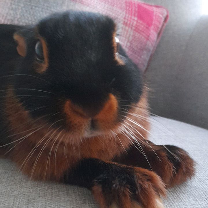 Profile Picture of Thomas McCarthy (@thomas.mccarthy85) on Tiktok