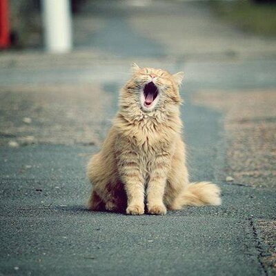 Profile Picture of Mike Roswell (@MikenRos) on Twitter