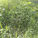 Profile Picture of Jeffry Beauplan (@Jeffry-Beauplan) on Facebook