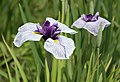 Profile Picture of Iris ensataon Wikipedia