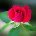 Profile Picture of Dr. Bradley W. Kesser (@dr.bradleyw.kesser) on Instagram