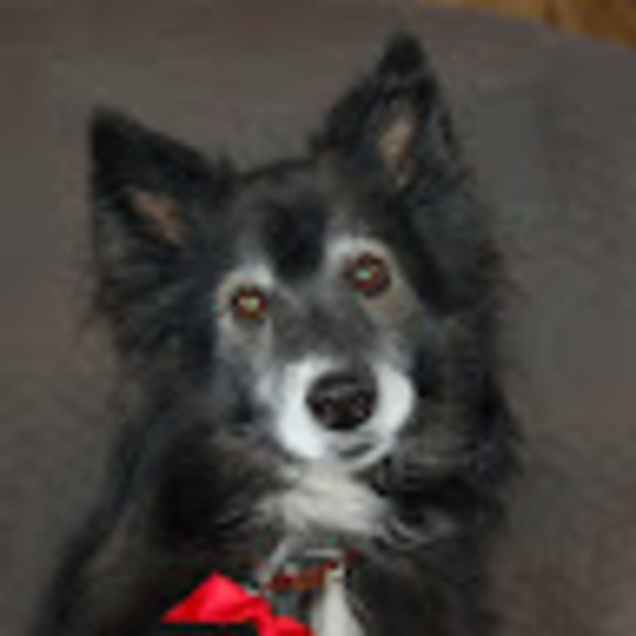 Profile Picture of Steve Crowley (@simba237) on Poshmark