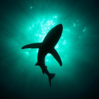 Profile Picture of Shark Productions (@SharkProduct) on Twitter