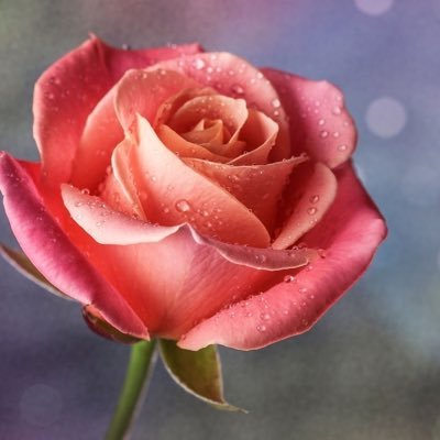 Martine - Twitter Profile Picture of Martine (@MartineSletner) on Twitter