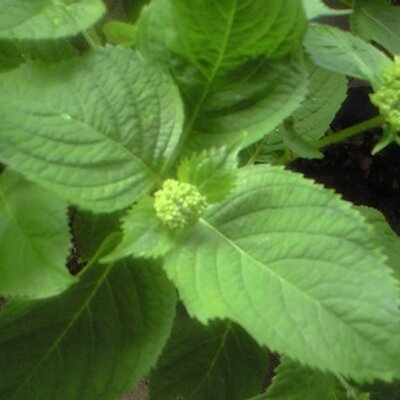 Profile Picture of Takako Sato (@LABOSatoParty) on Twitter