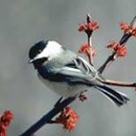 Profile Picture of Sharon Francik (@sharonfrancik) on Instagram