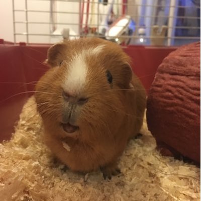 Profile Picture of  🌈 Pumpkin & Bailey  🌈 (@Pumpkin_Bailey) on Twitter